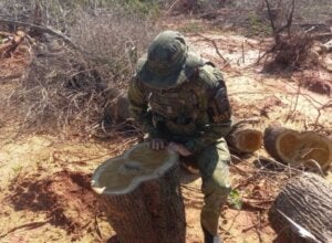 Polícia Ambiental flagra desmatamento de 20,7 hectares em área de preservação do Rio Paraná