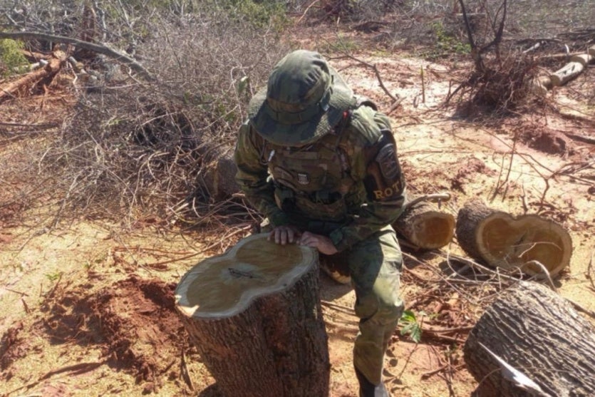 Polícia Ambiental flagra desmatamento de 20,7 hectares em área de preservação do Rio Paraná