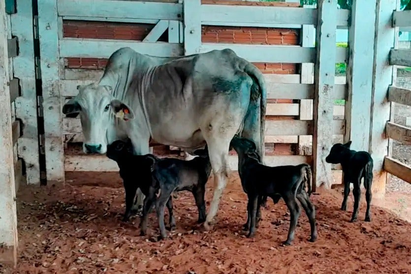 Vaca nelore dá à luz quatro bezerros em fazenda em Maria Helena