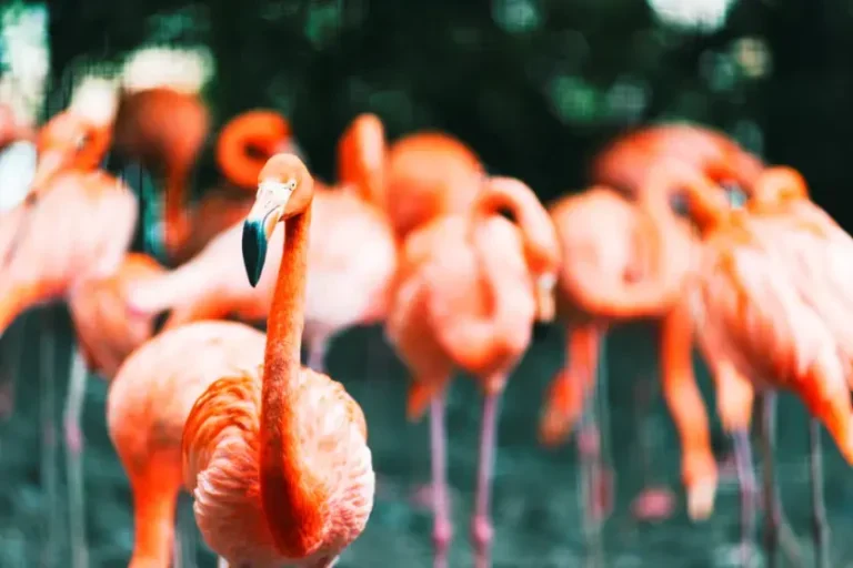 Carotenoides da dieta explicam a cor rosa dos flamingos