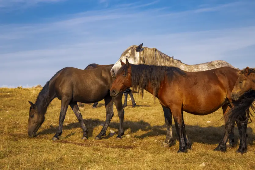 Cavalos dormem em pé: como o corpo mantém o equilíbrio