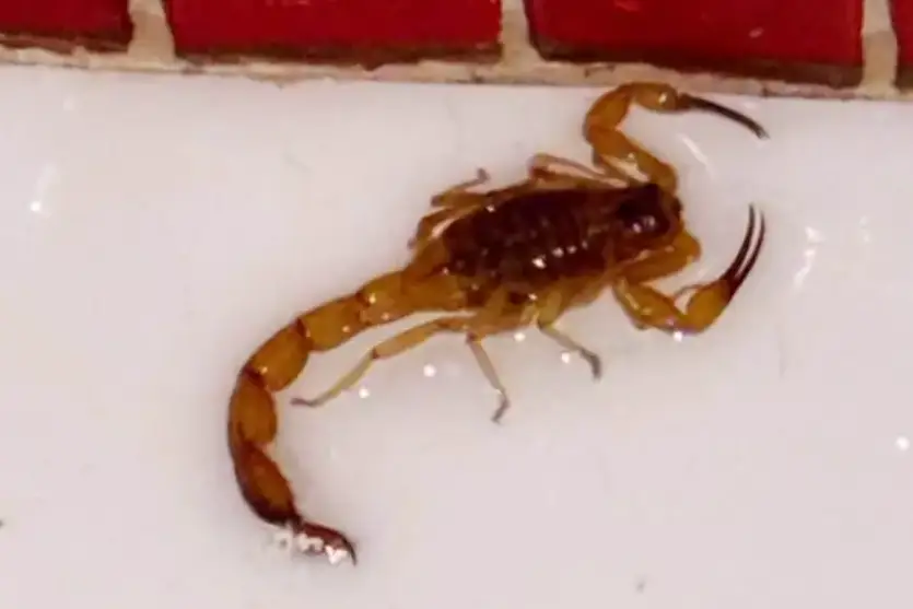 Escorpião é encontrado debaixo de banheira após banho de criança em Umuarama