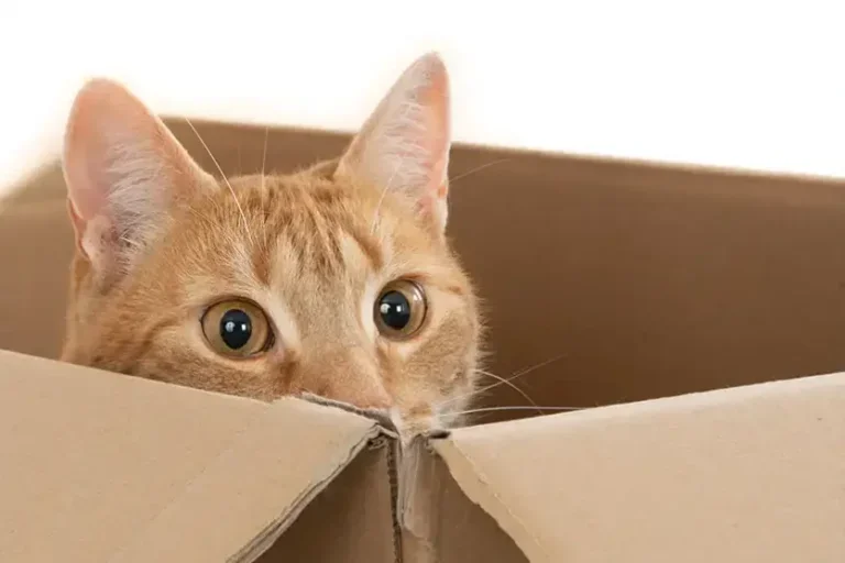 Por que os gatos adoram caixas de papelão? Entenda o comportamento dos felinos