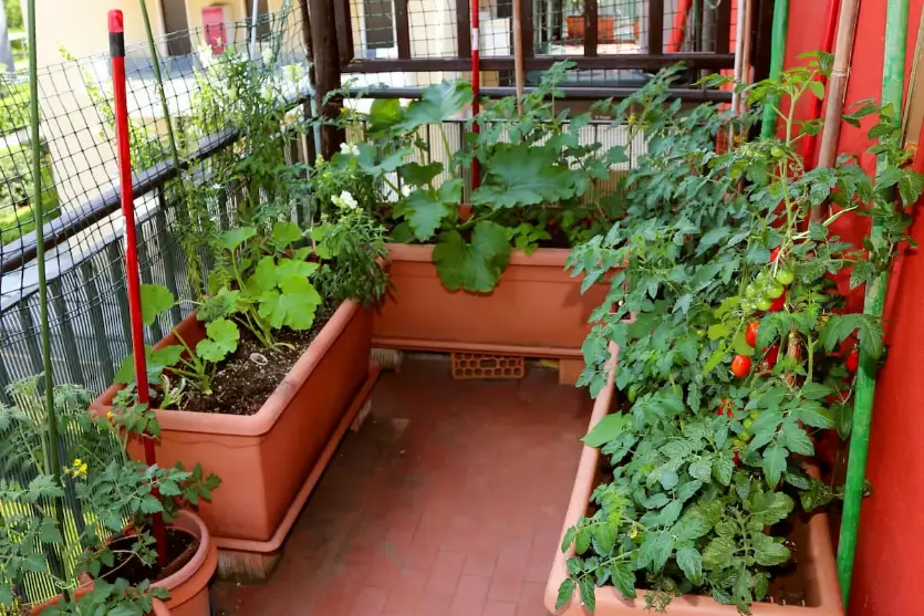 Horta em apartamento pequeno: planejamento e cuidados essenciais