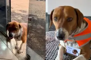 Cachorro contratado como "supervisor" da própria tutora.