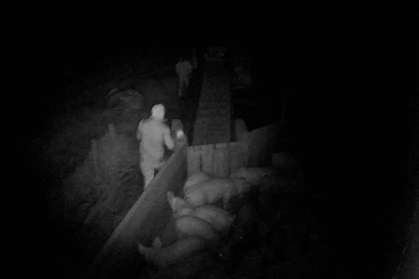 Vídeo: ladrões furtam porcos e animais morrem durante fuga no Paraná