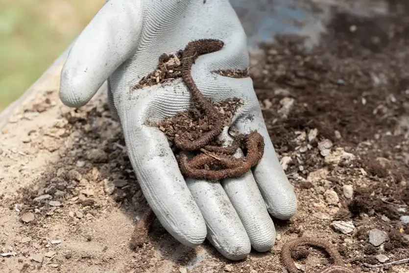 Minhocas no solo: aliadas da fertilidade e da estrutura