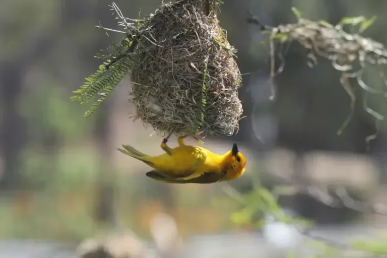 Ninhos de pássaros: a engenharia natural que nasce do instinto