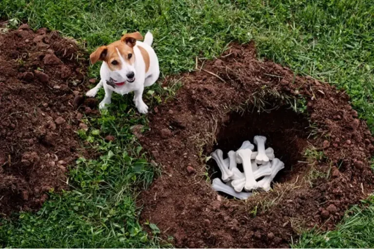 O que explica o hábito de cães enterrarem ossos e brinquedos
