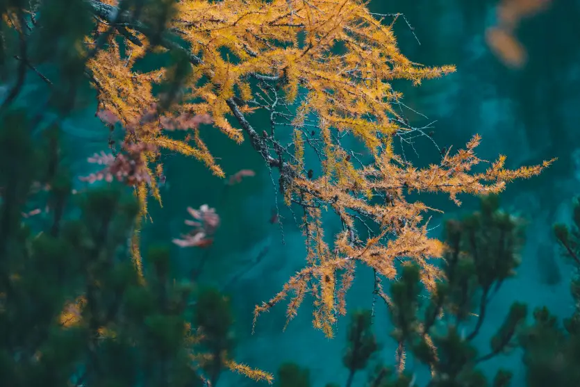 O que permite às plantas aquáticas sobreviver e prosperar debaixo d’água