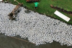 Milhares de peixes mortos após falta de energia no Paraná.