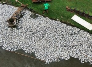 Milhares de peixes mortos após falta de energia no Paraná.