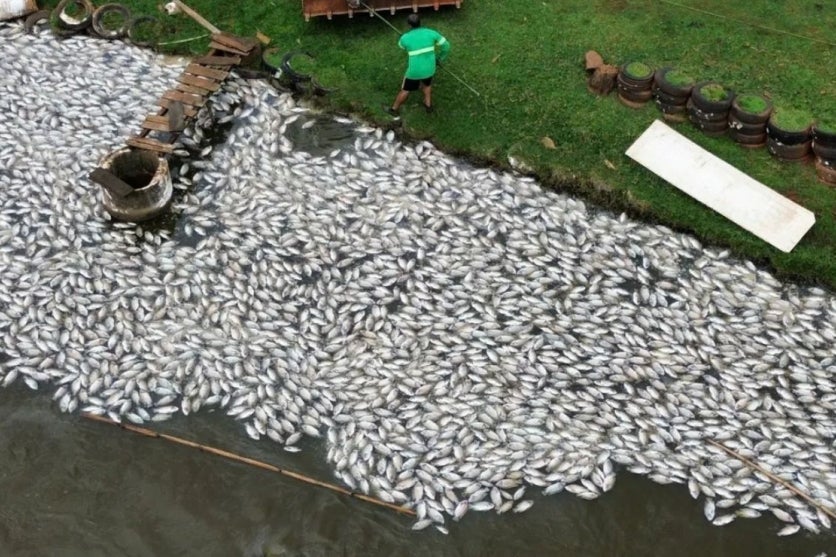 Milhares de peixes mortos após falta de energia no Paraná.