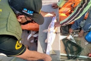 IAT fiscalizando tamanho de peixe captura por pescador.