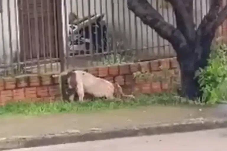 Vídeo: pitbull ataca e mata cão de apoio de menino autista de 7 anos no Paraná