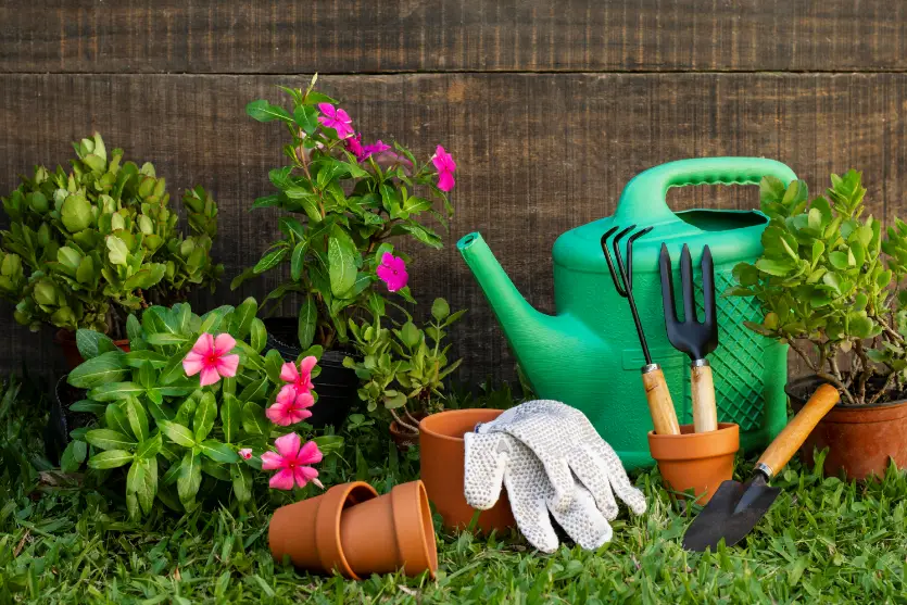 Plantas fáceis para iniciantes: por onde começar na jardinagem