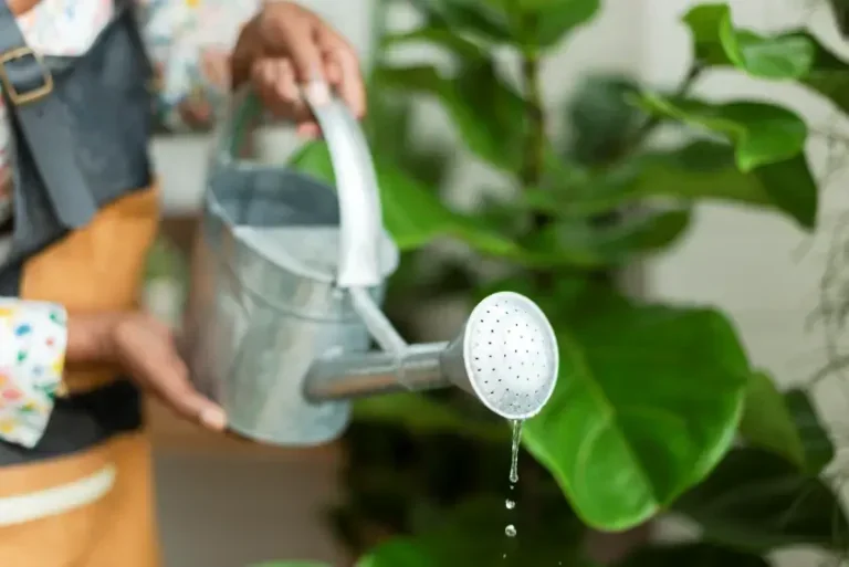Plantas que precisam de menos água: como elas sobrevivem à seca