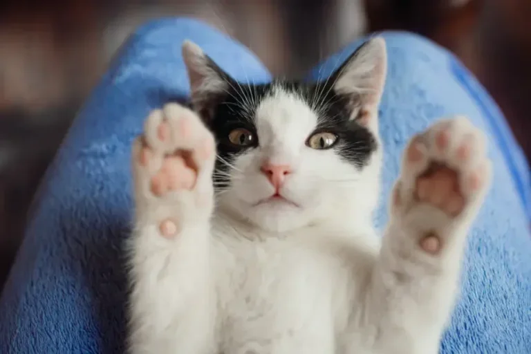 Ronronar dos gatos: o que ele revela aos humanos