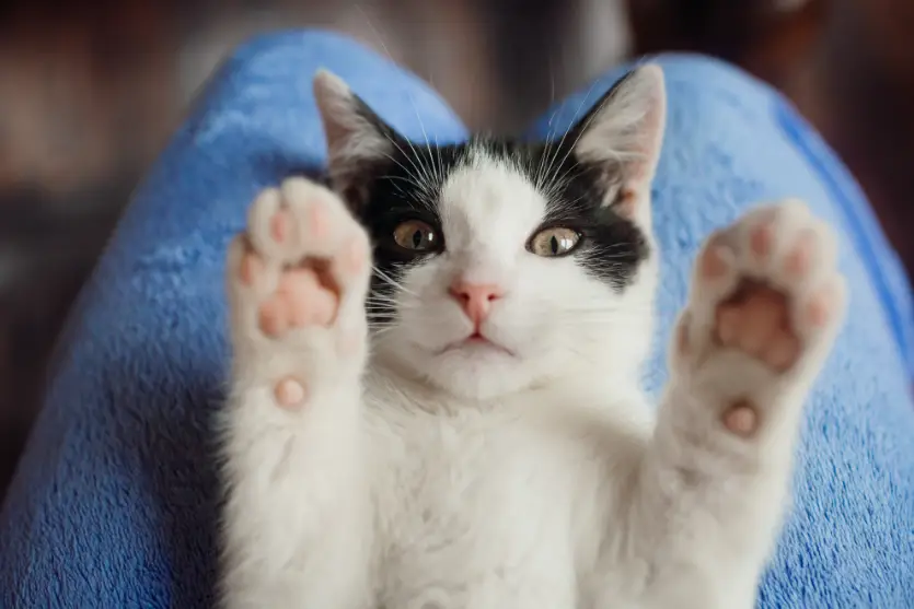 Ronronar dos gatos: o que ele revela aos humanos