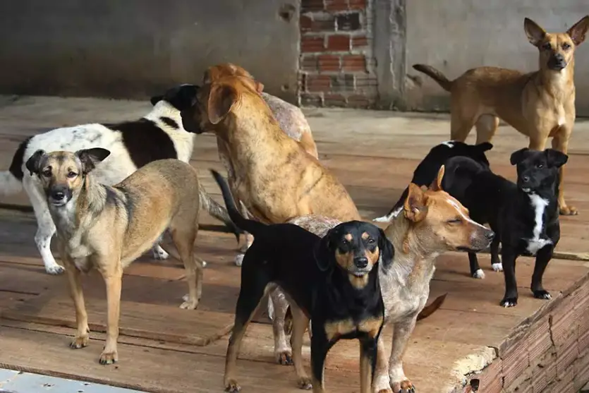Saau promove bingo para arrecadar recursos para animais resgatados em Umuarama