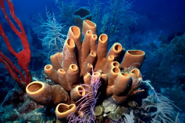 Sem se mover, esponjas marinhas filtram a água para sobreviver