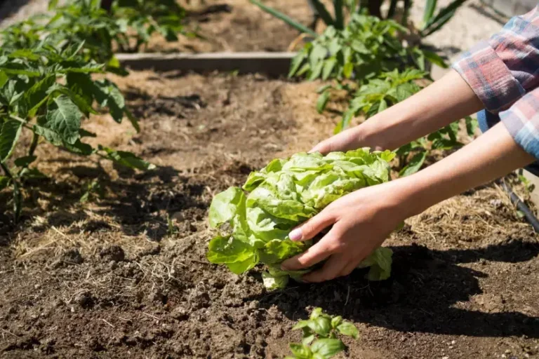 Solo para horta: cuidados essenciais antes de plantar