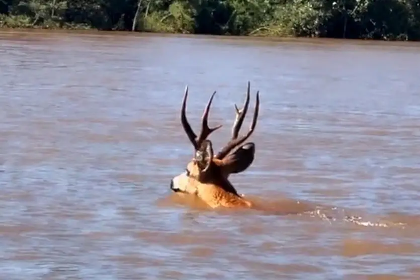 Vídeo mostra veado atravessando o Rio Paraná a nado no Noroeste do Paraná