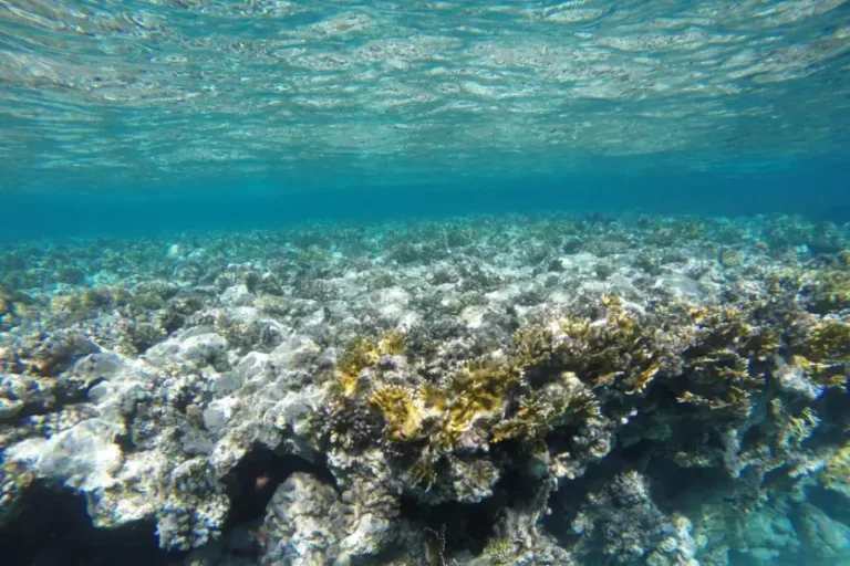 Ventos, sal e temperatura: o que move as correntes oceânicas