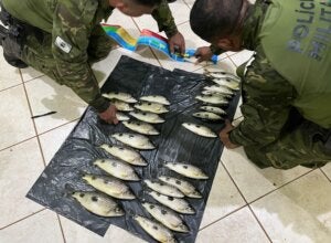Policiais da Polícia Ambiental durante vistoria de peixes em Icaraíma.