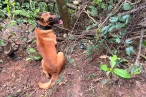 Cão que encontrou arma após tentativa de fuga em Palotina.