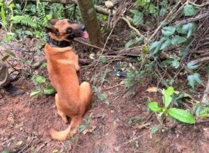 Cão que encontrou arma após tentativa de fuga em Palotina.