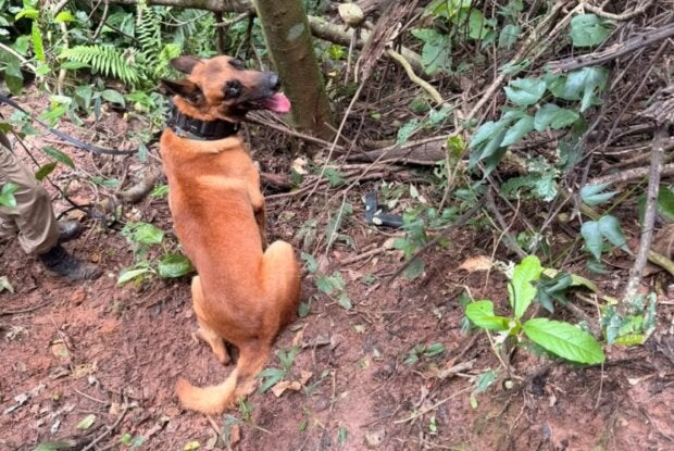 Cão que encontrou arma após tentativa de fuga em Palotina.