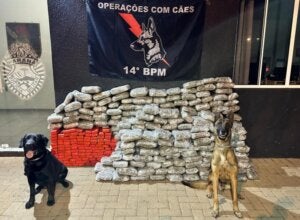 Cães farejadores ao lado de apreensão de tabletes de maconha no Paraná.