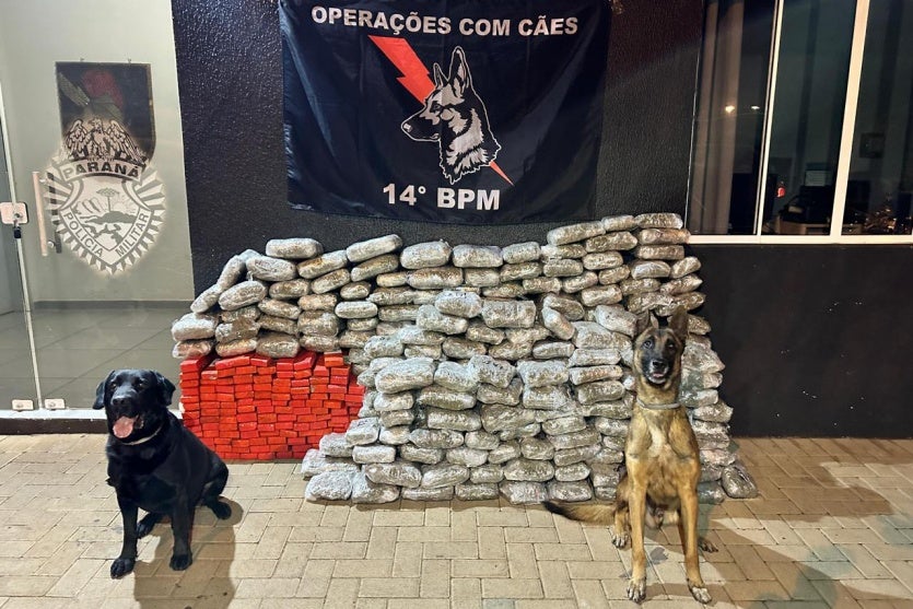 Cães farejadores ao lado de apreensão de tabletes de maconha no Paraná.